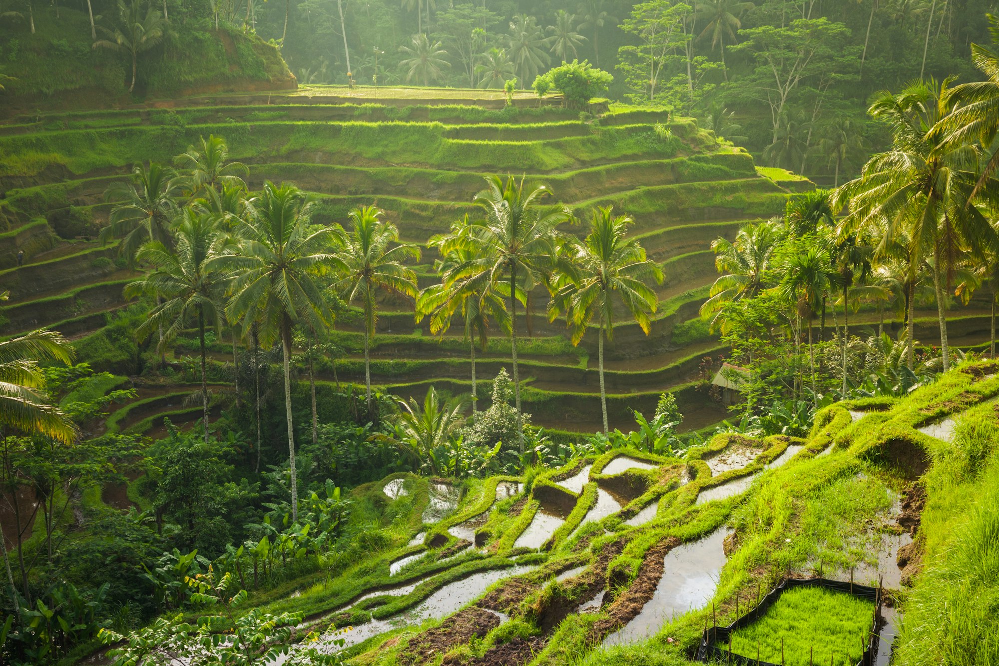 viaje a Bali