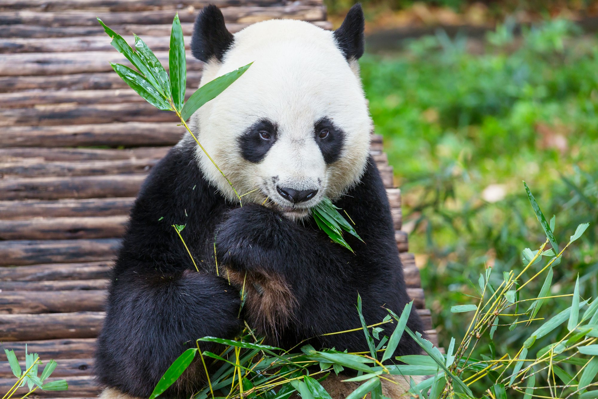 descubre China