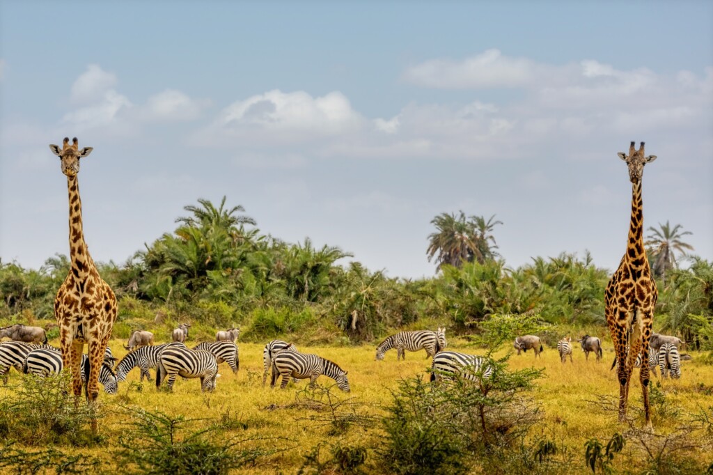safari exclusivo en tanzania y kenia