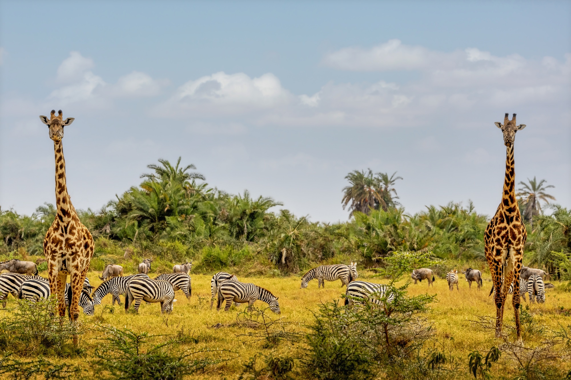 safari exclusivo en tanzania y kenia