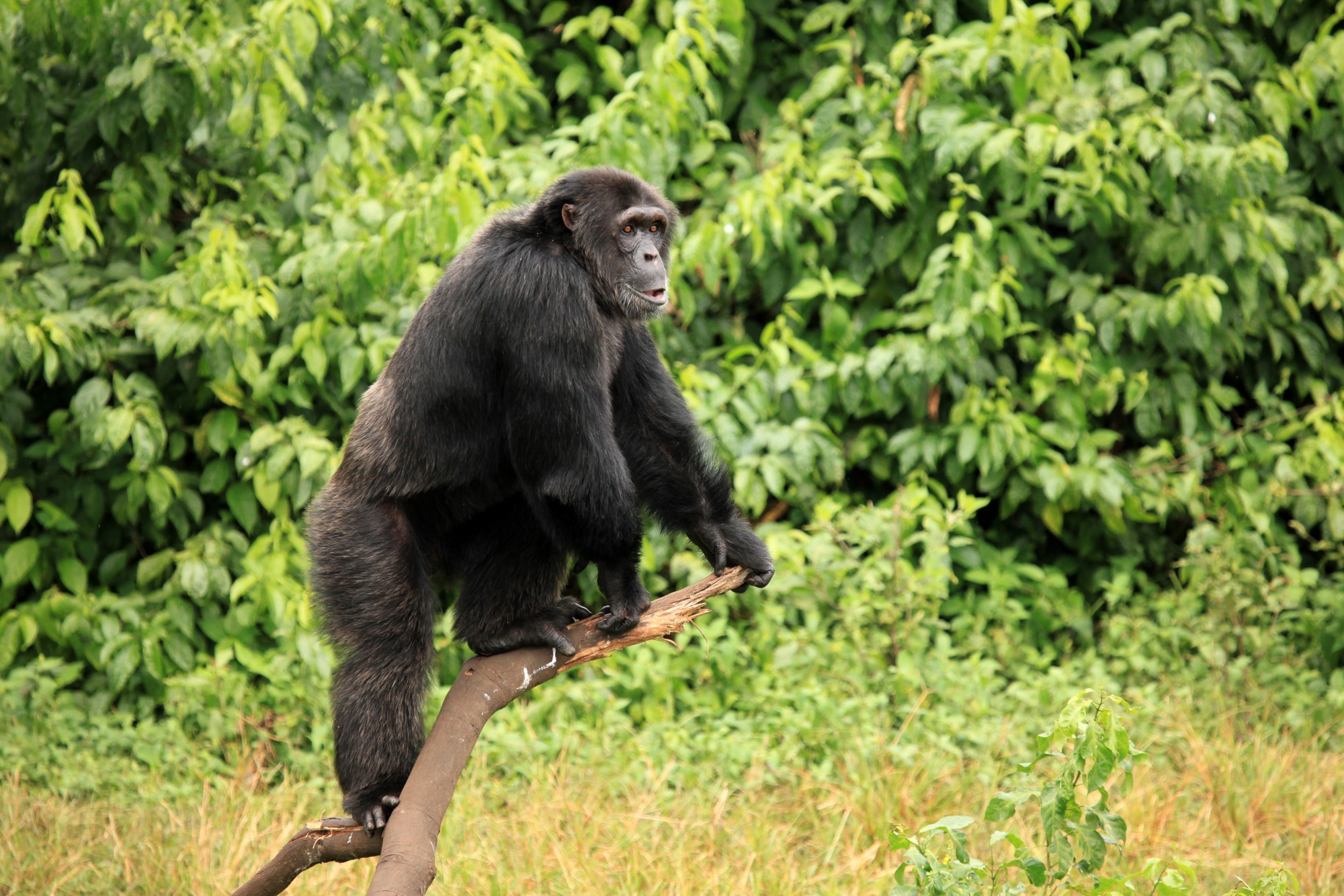 viaje privado por Uganda