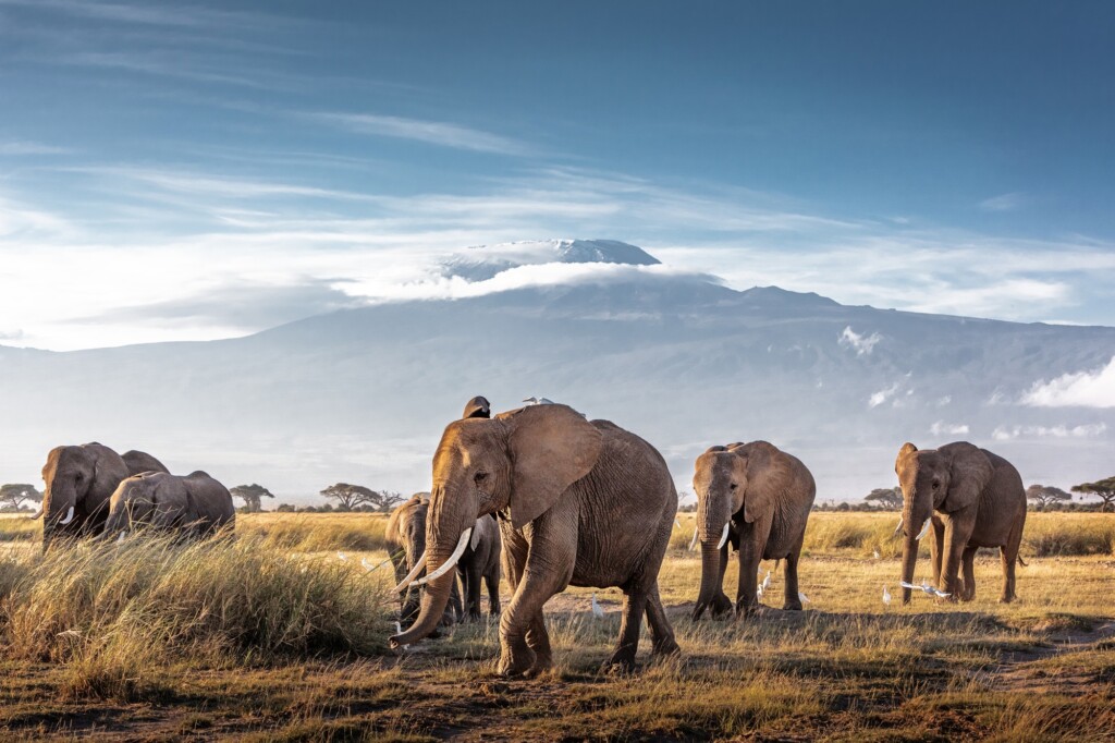 safari de lujo en Kenia