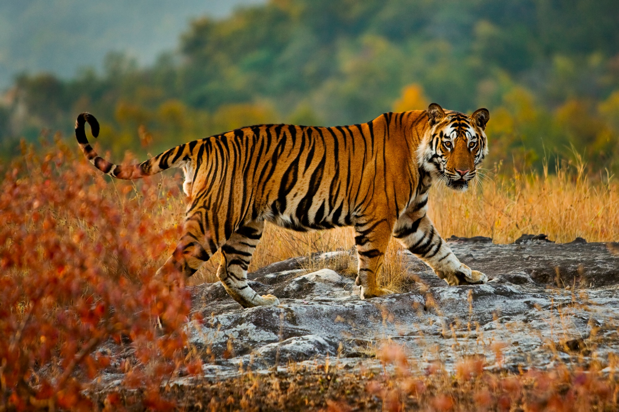 viaje india tigres y templos