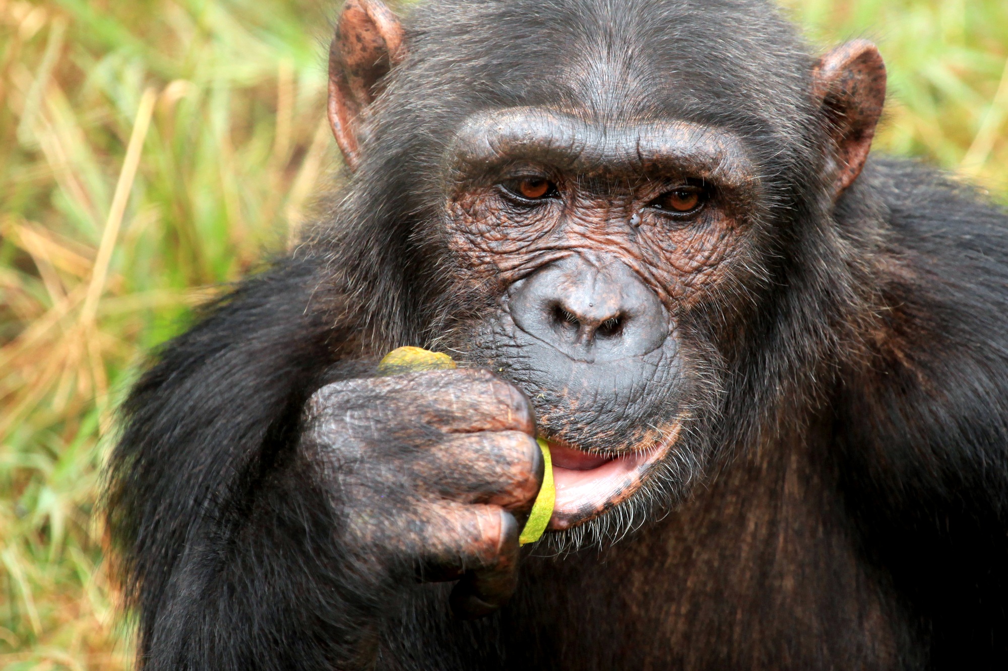 trekking con gorilas en Uganda