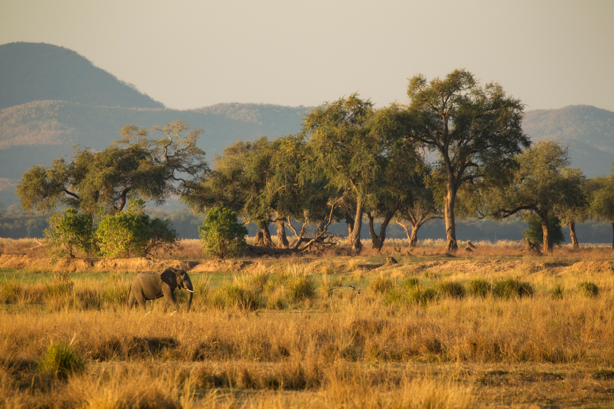 viaje a Zimbabwe