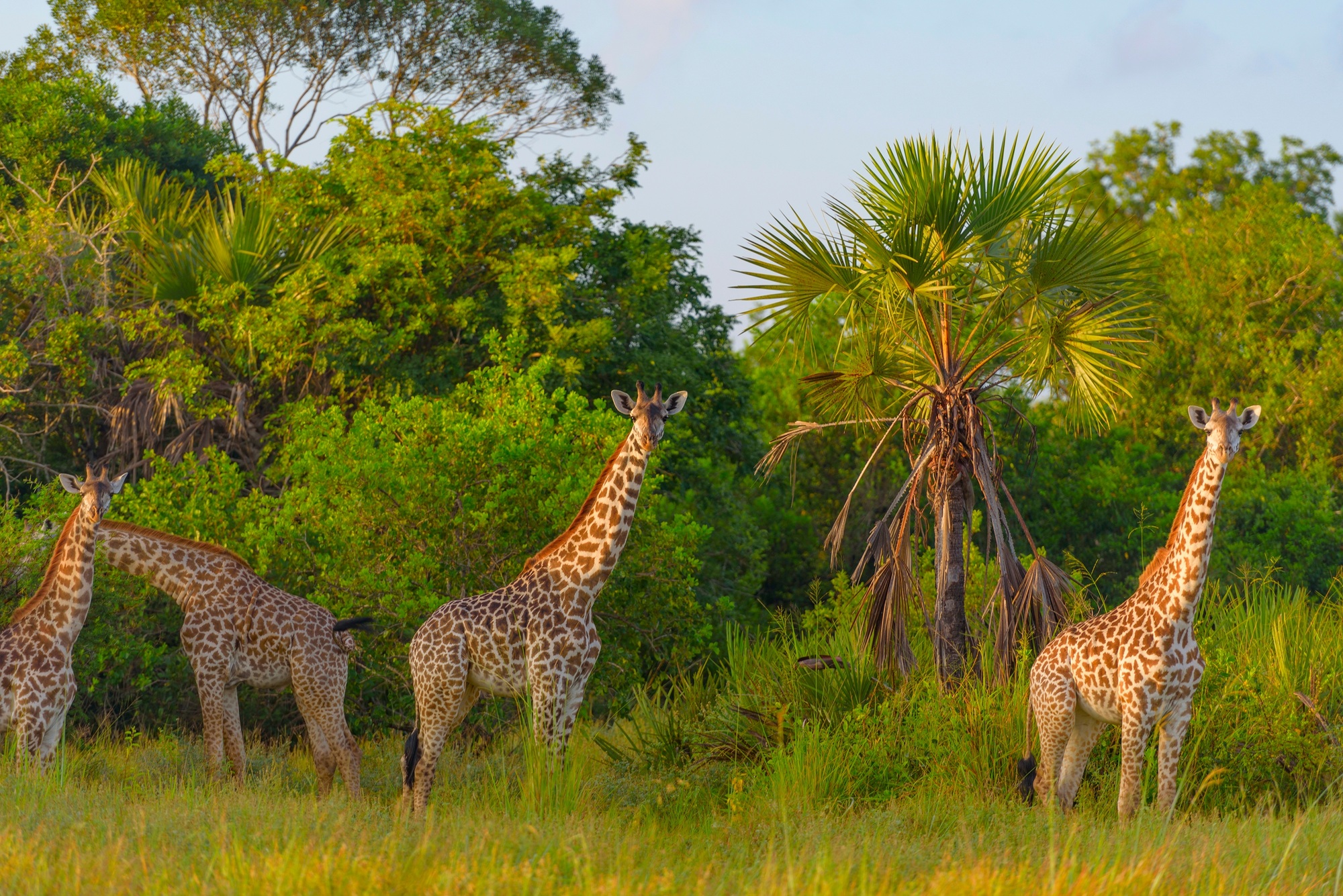 safari y playa en Tanzania