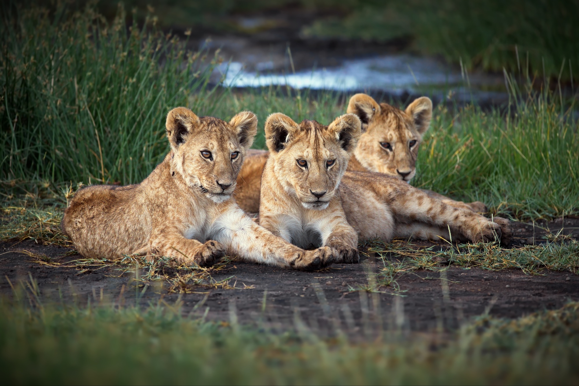 viaje en familia a Tanzania